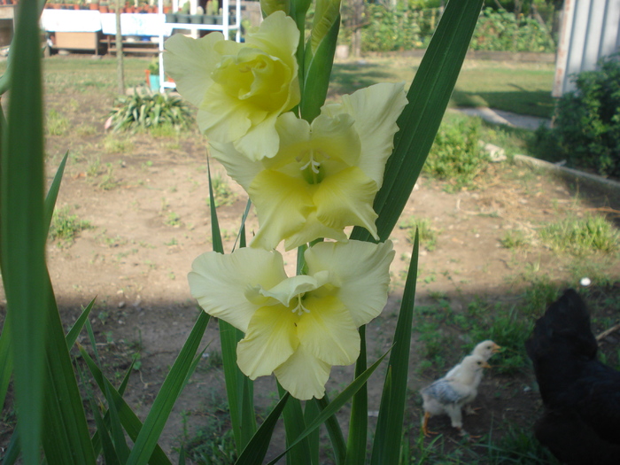 DSC06049 - gladiole 2010