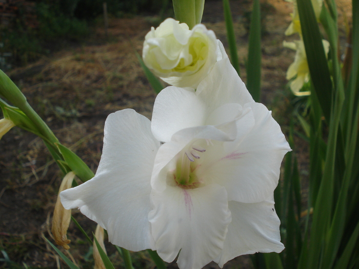 DSC06050 - gladiole 2010