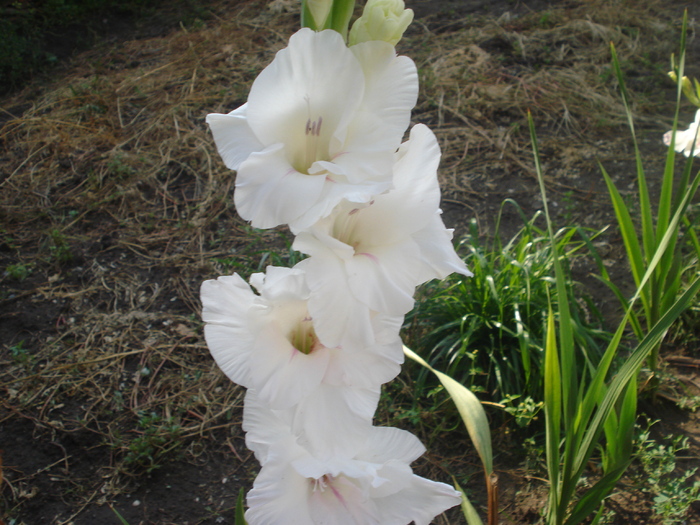 DSC06051 - gladiole 2010