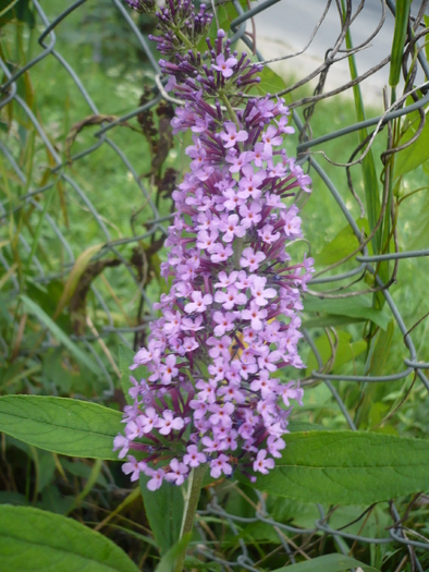 022 - august in gradina cu flori