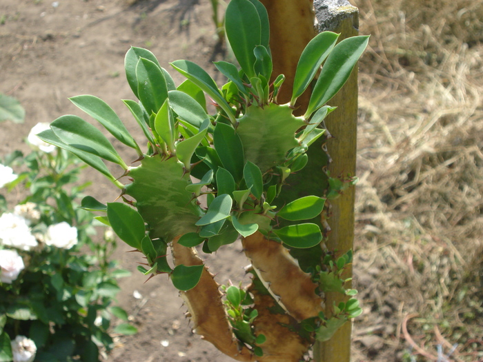 gigantul de la Andruta; gigantul de la Andruta
