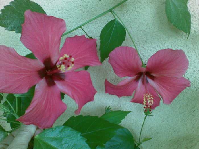 doi frati - Hibiscus