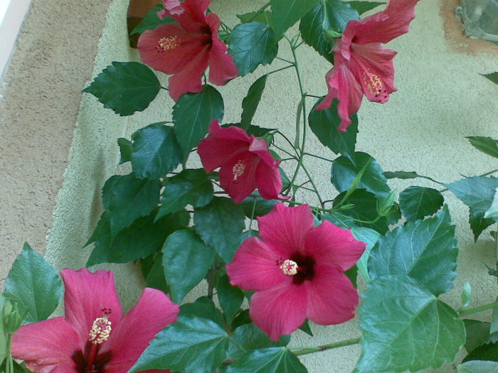 05082010 - Hibiscus