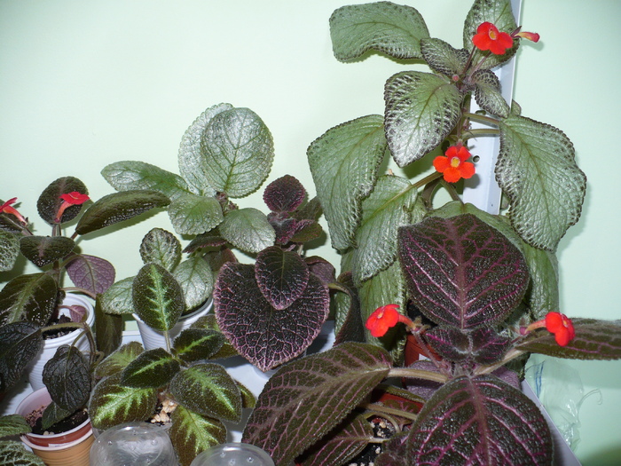 P1290384 - Episcia 2009 - 2010 - 2012 - 2014