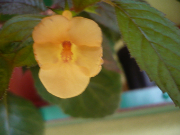 Yellow Beauty - Achimenes 2010