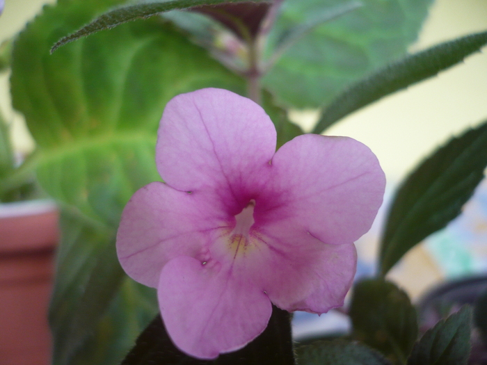 Peach Blossom - Achimenes 2010