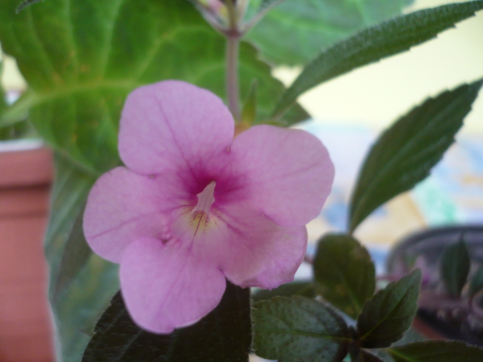 Peach Blossom - Achimenes 2010