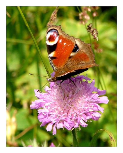fluture - Frumusetile Bucegilor