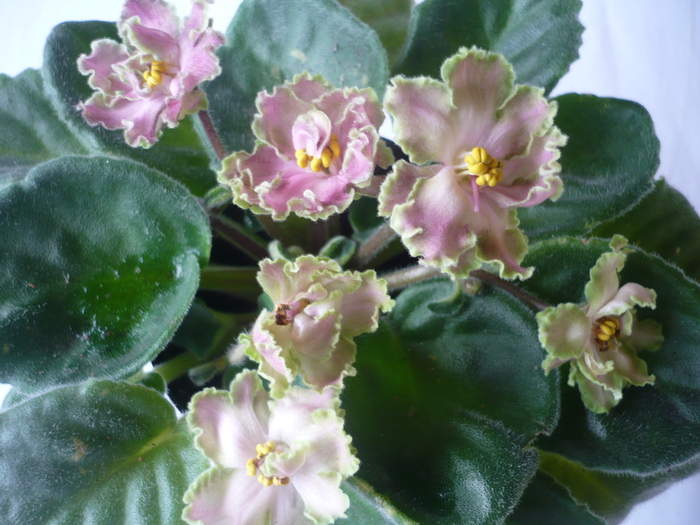 Green Lace - VIOLETE 2010