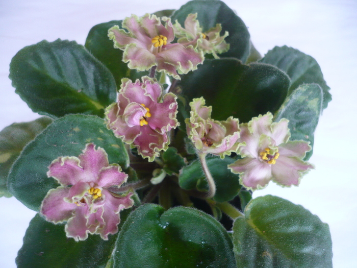 Green Lace - VIOLETE 2010