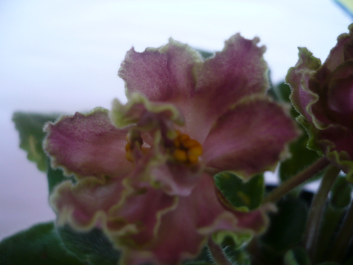 Green Lace - VIOLETE 2010