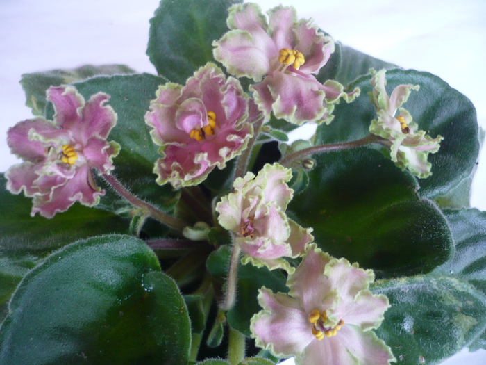 Green Lace - VIOLETE 2010