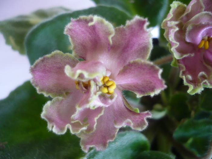 Green Lace - VIOLETE 2010