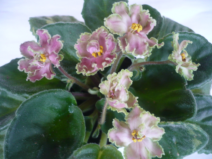 Green Lace - VIOLETE 2010
