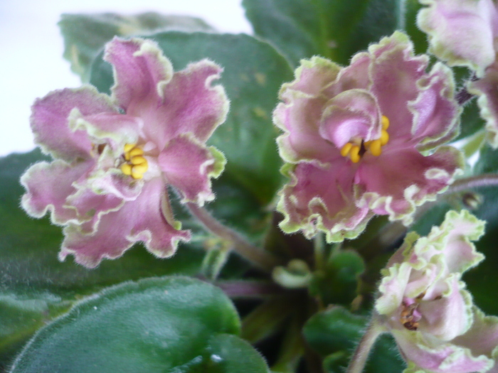 Green Lace - VIOLETE 2010