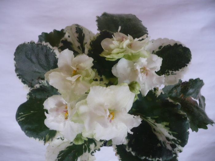 Cool Mint - VIOLETE 2010