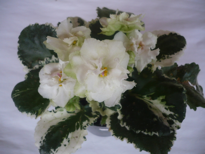 Cool Mint - VIOLETE 2010