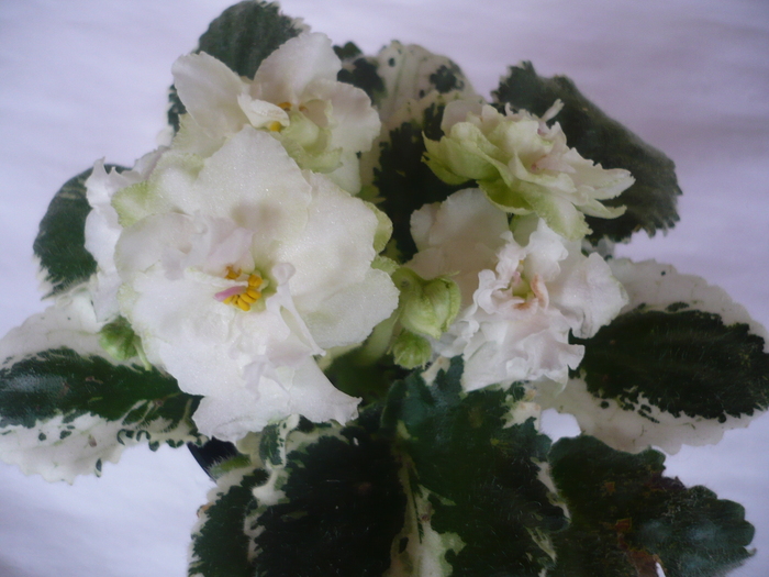 Cool Mint - VIOLETE 2010