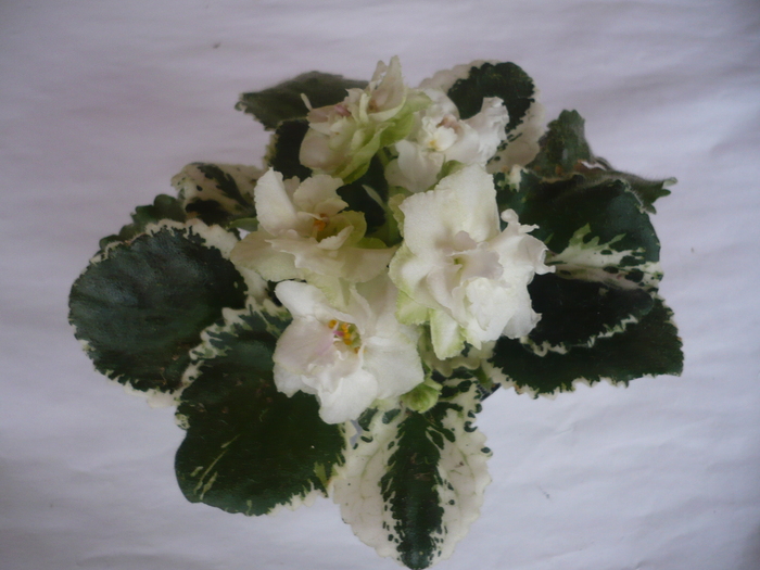 Cool Mint - VIOLETE 2010