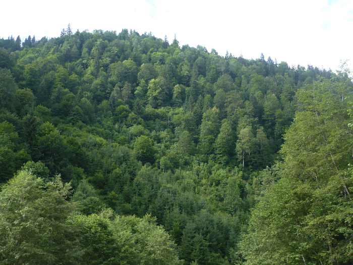  - Muntii Rodnei  -Valea Aniesului