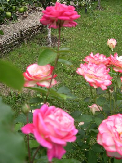 DSCN5785 - 09 08 2010