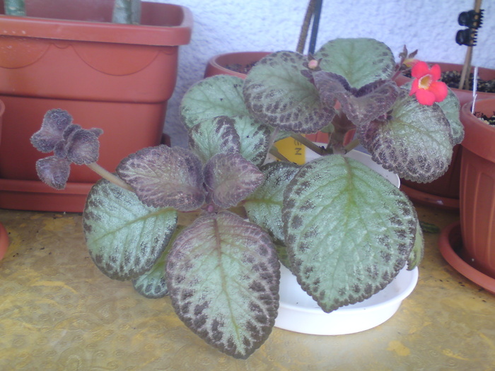 Green Aga - Episcia