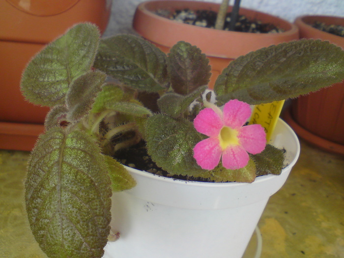 Cupreata Metallica - Episcia