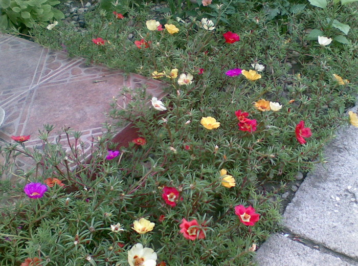un colt inflorit - flori de gradina 2010
