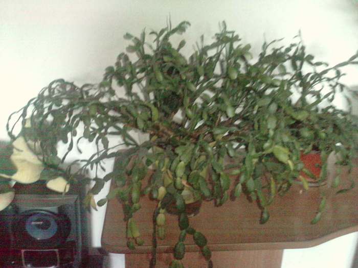 P270710_18.130001; craciunita rosie
