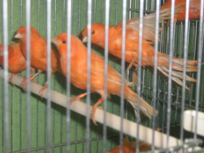 IMG_1330 - CANARI CULOARE PUI AOR 2010