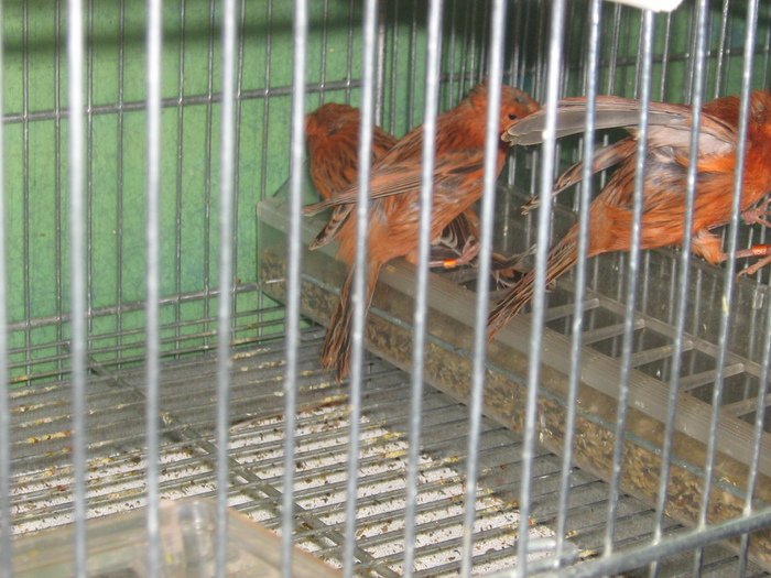 IMG_1331 - CANARI CULOARE PUI AOR 2010