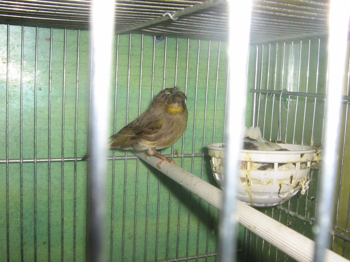 IMG_1360 - CANARI CULOARE PUI AOR 2010