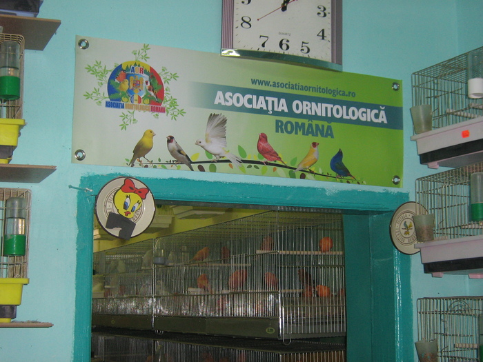 IMG_1387 - CANARI CULOARE PUI AOR 2010
