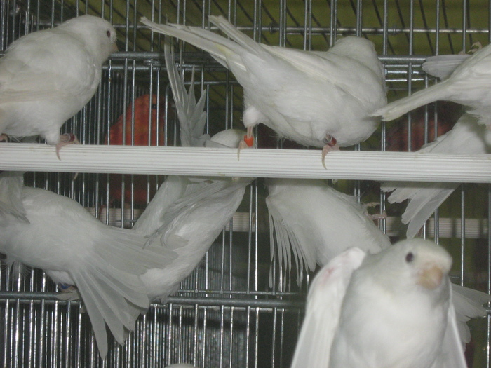 IMG_1395 - CANARI CULOARE PUI AOR 2010