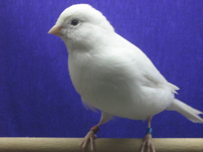 IMG_1444 - CANARI CULOARE PUI AOR 2010