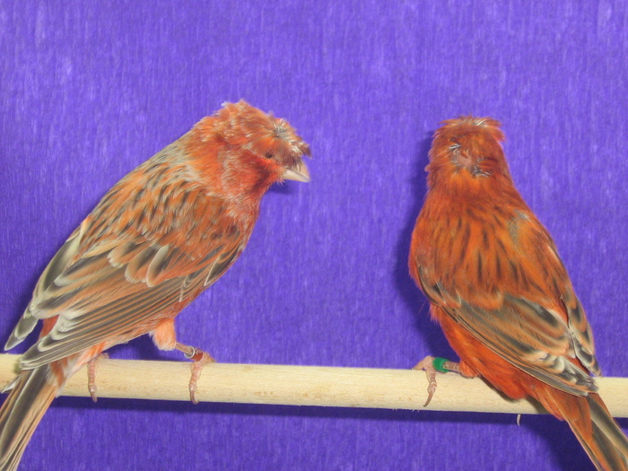 IMG_1451 - CANARI CULOARE PUI AOR 2010