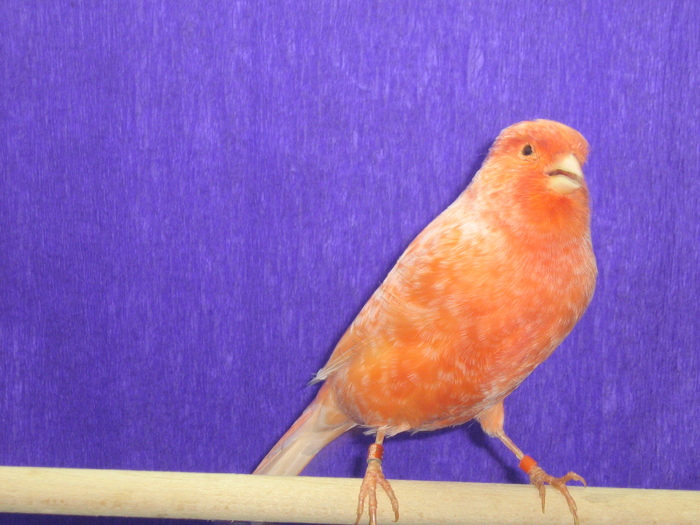 IMG_1459 - CANARI CULOARE PUI AOR 2010