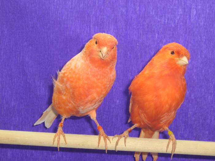 IMG_1461 - CANARI CULOARE PUI AOR 2010