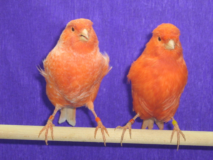 IMG_1463 - CANARI CULOARE PUI AOR 2010