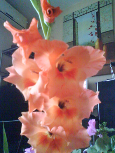 Gladiola; 2010
