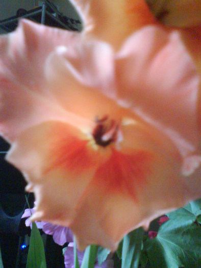 Gladiola; 2010
