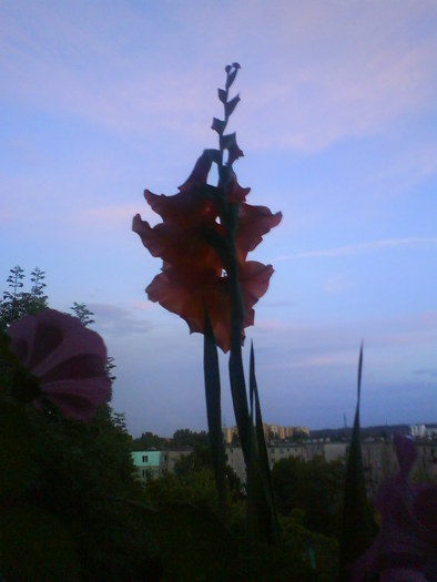 Gladiola; Nu ma credeti, dar eu cresc florile pe geam la et. 4 :P
