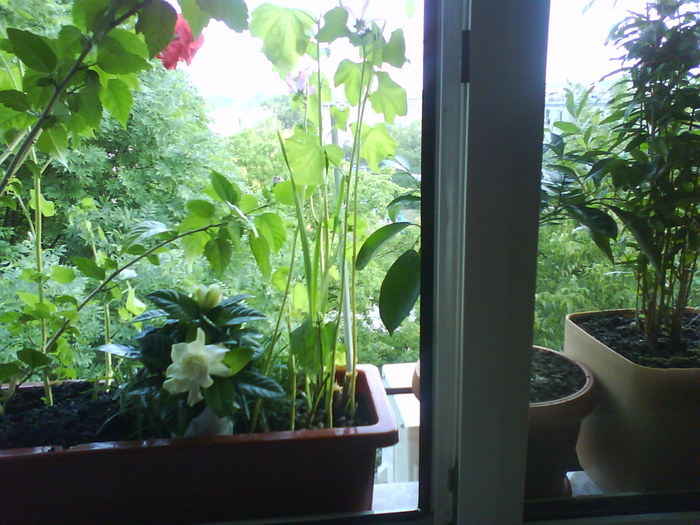 Gardenia; Alaturi de celelalte. aug.2010

