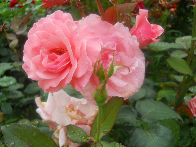 trandafir - 5  flori august 2010-1