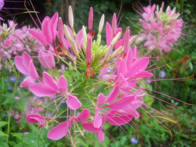 cleome - 5  flori august 2010-1