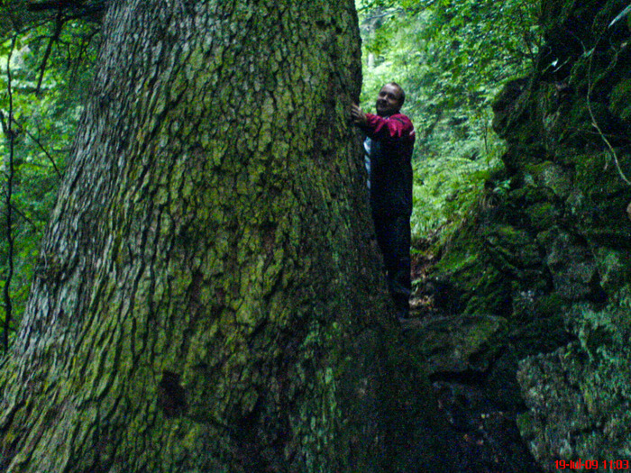 BRADUL DE PESTE 500 ANI