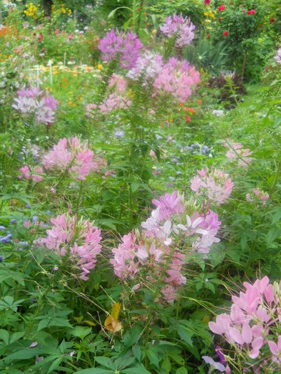 cleome - 5  flori august 2010-1