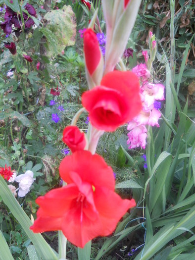 gladiola - 5  flori august 2010-1