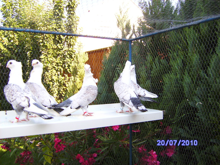 PICT0803 - porumbeii iulie 2010