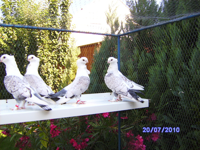 PICT0804 - porumbeii iulie 2010